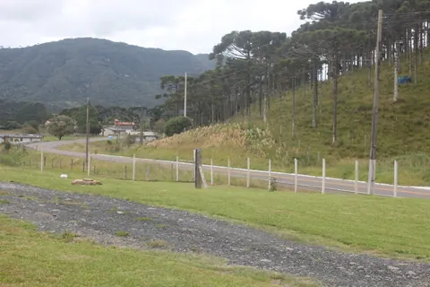 Araucárias na encosta, com a serra ao fundo