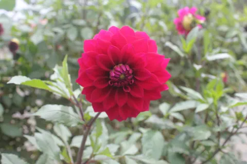 Dália vermelha no jardim da propriedade