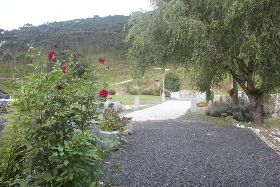 Jardim com roseiras floridas e caminho de cascalho